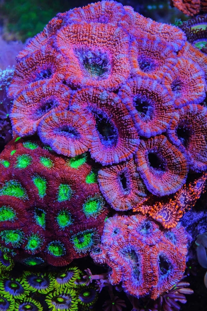 Ready2Reef - Fauna Marin