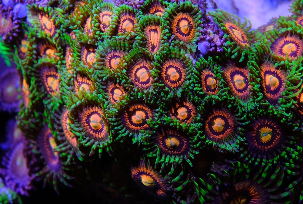 Ready 2 Reef - Fauna Marin