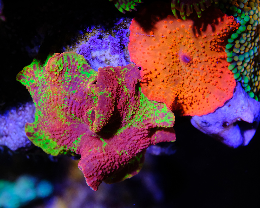Ready 2 Reef - Fauna Marin