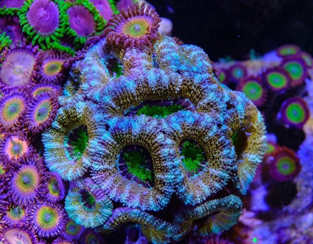 Fauna Marin Ready2Reef – Ruby Mountain Aquarium supply