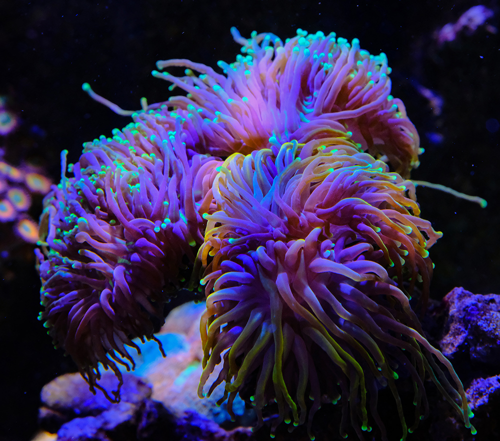 Ready2Reef - Fauna Marin