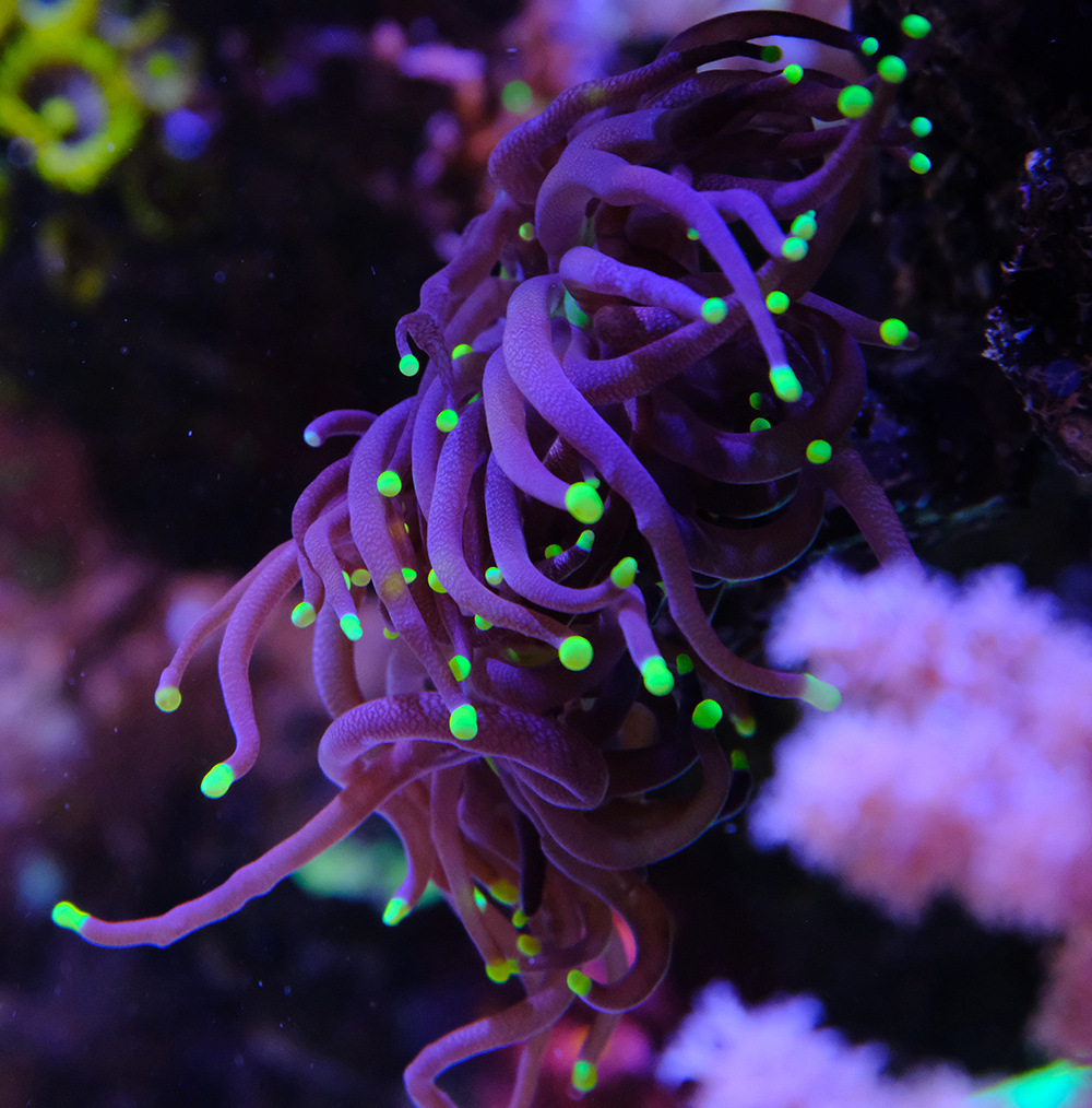 Ready 2 Reef - Fauna Marin