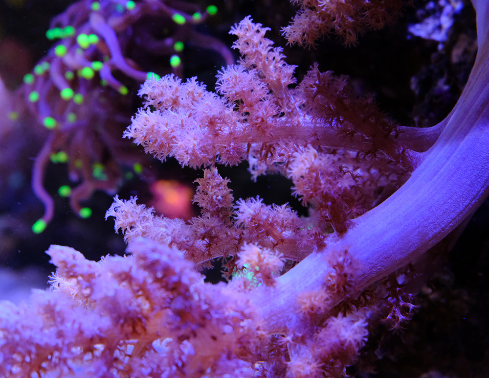 Ready 2 Reef - Fauna Marin