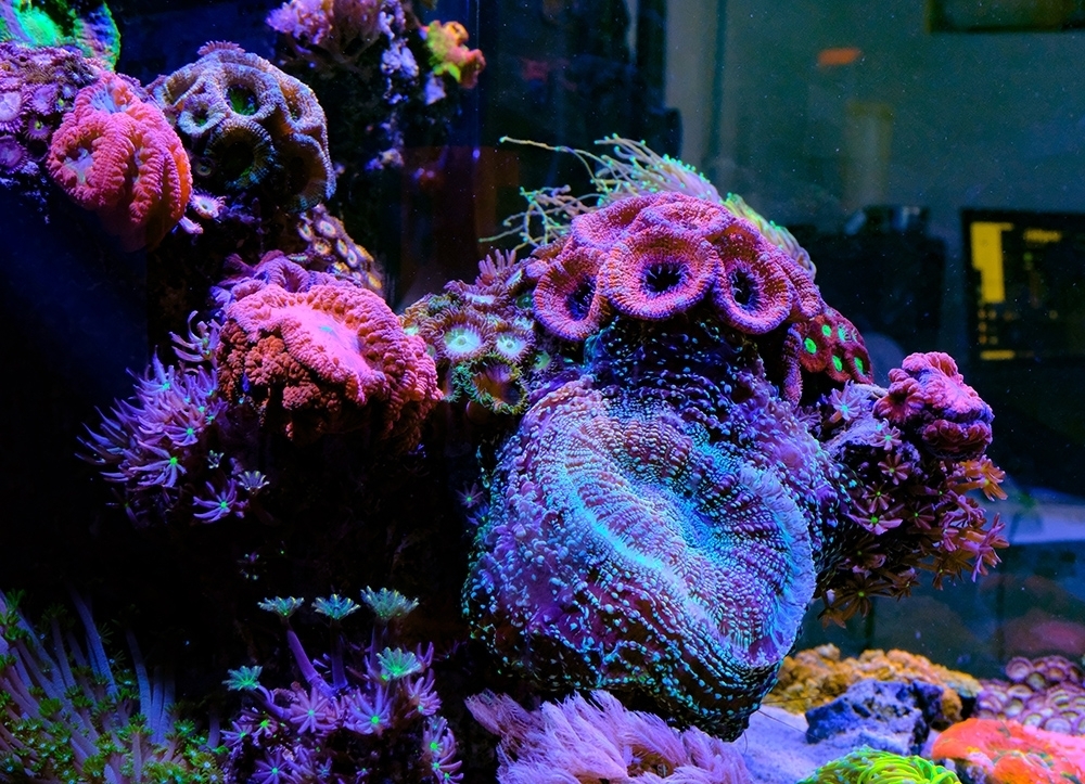 Fauna Marin Ready2Reef – Ruby Mountain Aquarium supply